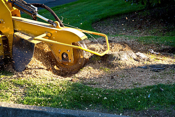 Lawn Drainage Solutions in West Liberty, WV